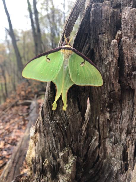 The American moon moth Actias luna on white background