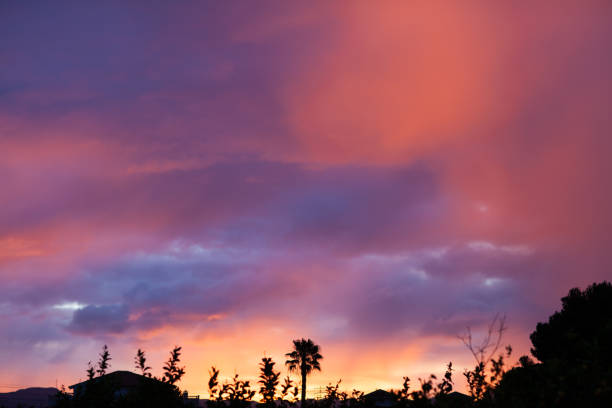 Sunrise with orange clouds and a palm tree