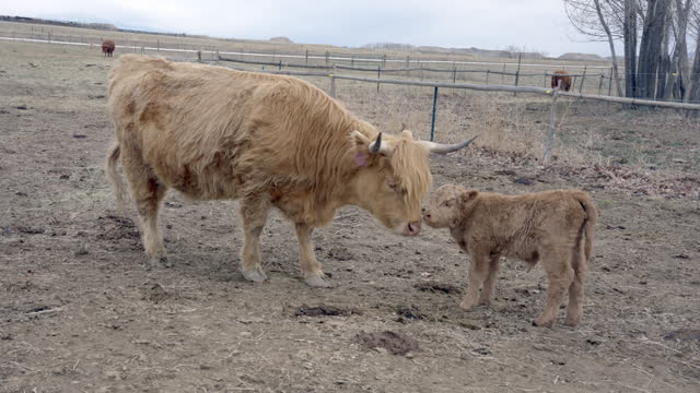 Scottish Highlands Long-Hair Heifer Cow with her Newborn Calf Nursing on a Cloudy Day on a Farm in Colorado