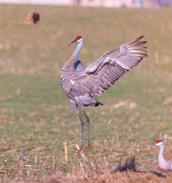 Entertaining male sandhill crane, tossing some dry grass and sod into the air, showing off for female on a Springtime morning.