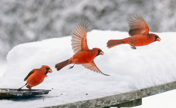 Cardinal fly away with half peanut Beautiful cardinal fly away with half of a peanut on a late March day after snow storm. This composite image was made from three frames of the same bird in flight, a motion study with frames 0.05 seconds apart. three red cardinals stock pictures, royalty-free photos & images