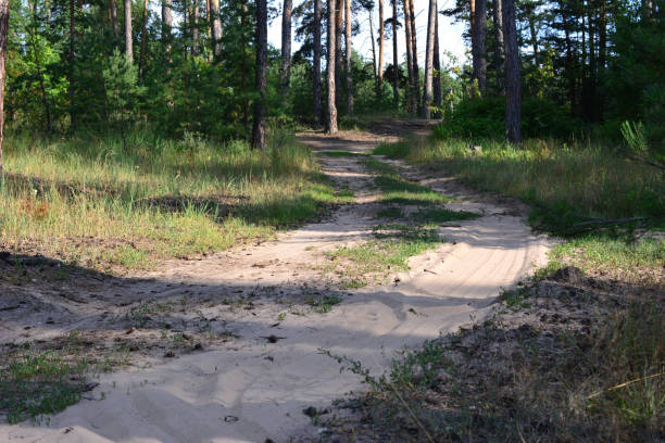a dirt path in the pine woods with sunlight