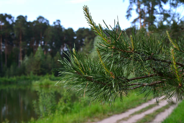 a pine tree with needles that are on the branches and road on background
