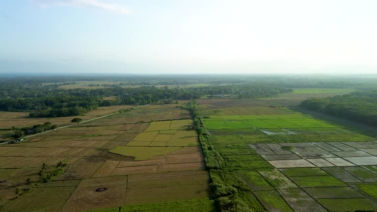 Palawan’s Agrarian Tapestry Aerial View of Cultivated Fields