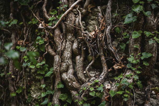 istock Mystery forest with old roots close up. 2112477602