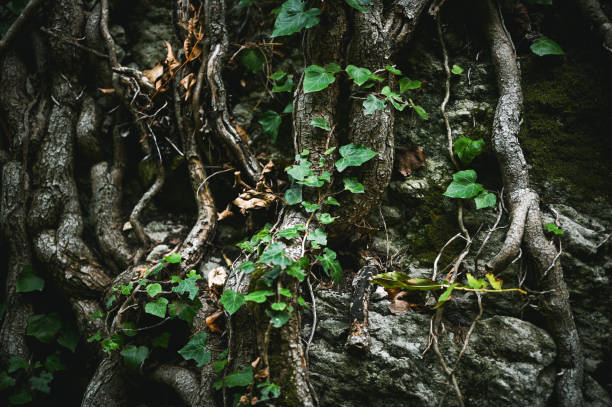 istock Close up of old tree roots in a forest. 2112478112