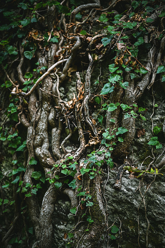 Close up of mysterious roots in a woodland.