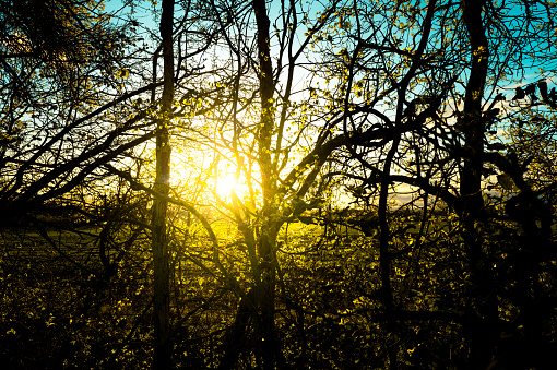 Bright springtime sun glare seen piercing through the edge of a forest in the UK. The sun is seen with yellow intensity.