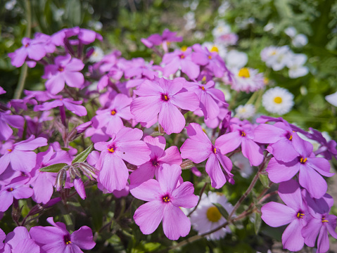 purple phlox flower bush blooms in the garden