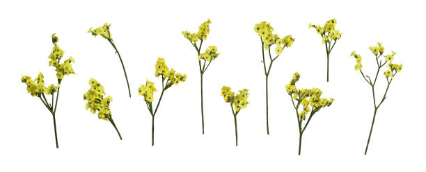 istock Set of yellow limonium flowers isolated 2112481754