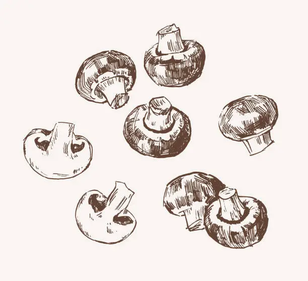 Vector illustration of Champignon mushrooms hand drawn sketch