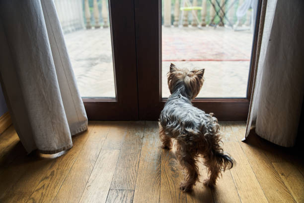 istock Cute adult Yorkshire looking out the window. View from the back 2112494807