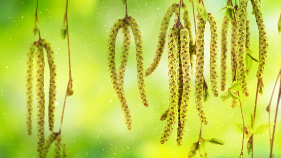 closeup of flowering birch tree branches with pollen dust in spring isolated on blurred background, pollen allergy season concept