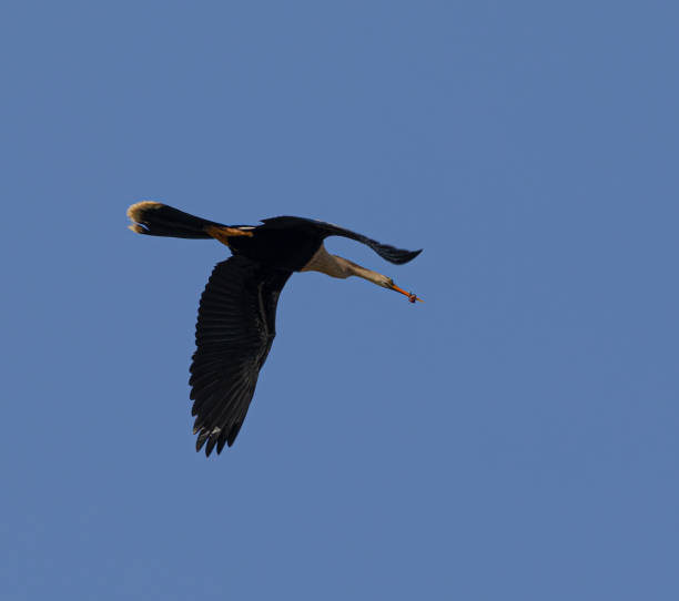 A female Anhinga, Anhinga anhinga, aka American Anhinga, American Darter, Snakebird, against a clear, blue sky, carrying a prey item in its beak. Tobago.