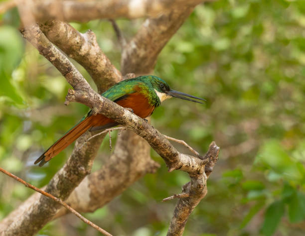 istock Rufous-tailed Jacamar, Galbula ruficauda: Tobago 2112502477