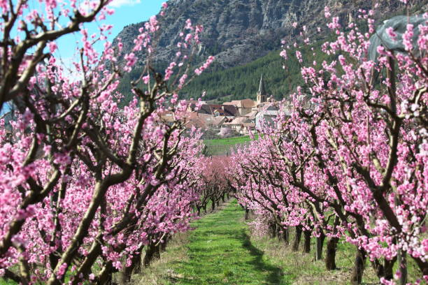 In the Hautes Alpes, at the beginning of spring, in the Durance plain downstream of the Serre-Ponçon dam, to the east of the village, the peach trees are the first flowering trees in this immense territory of orchards