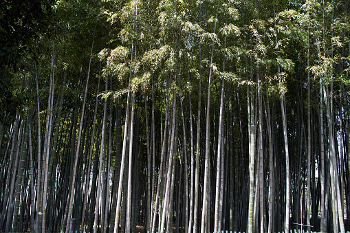 A dense bamboo garden. Grey Bamboo Trees. High quality photo