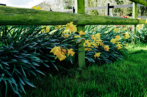 Blooming daffodils seen in a rural home's flowerbed which is mostly lawn. Seen on a blustery March morning.