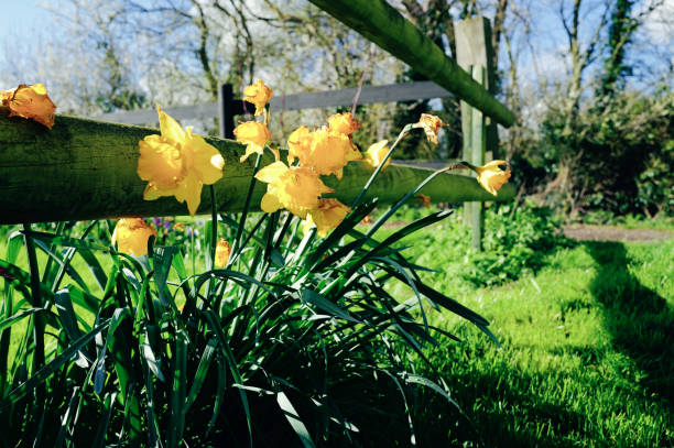 Blooming daffodils seen in a rural home's flowerbed which is mostly lawn. Seen on a blustery March morning.