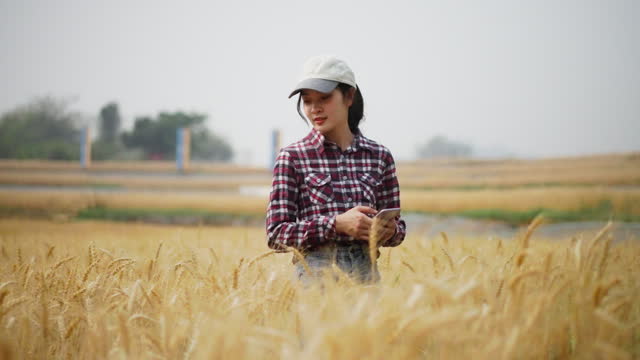 Happy young female farmer walking around her barley field using her computer tablet and phone to record the data from her barley crop