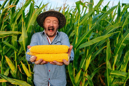 Front view of a crazy screaming elderly worker looking at camera in a cornfield, man holds a crop corn in his outstretched arms. The old farmer shows an enthusiastic mood from the rich harvest.
