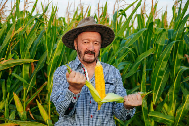 istock Opening a corn in hands, elderly farmer worker stands in field, glows happiness looking at camera 2112547674