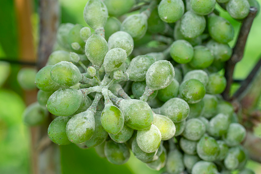 Vine Berries Infected by Fungal Disease Powdery Mildew. Sporulating. Macro.