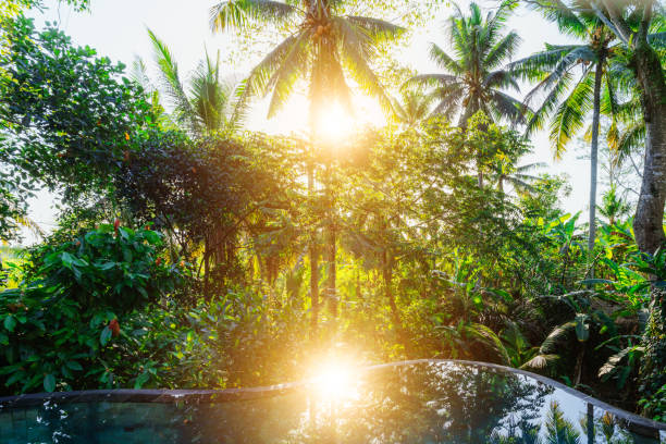 A serene sunrise peeks through lush greenery of the Bali rice paddies, capturing Ubud's natural beauty in Indonesia.
