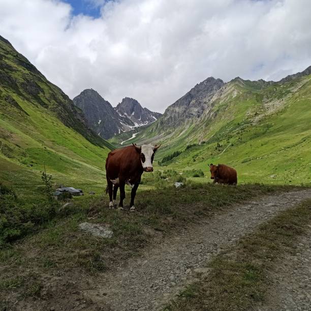 istock cows in the alps, grazing outdoors in the mountains 2112565583