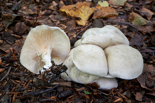 is an edible mushroom found in grasslands in Europe and North America