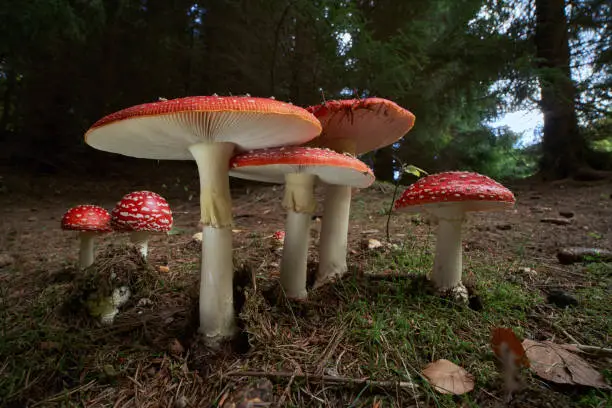 inedible fungus grows in meadows or forest of Central Europe,  Amanita muscaria