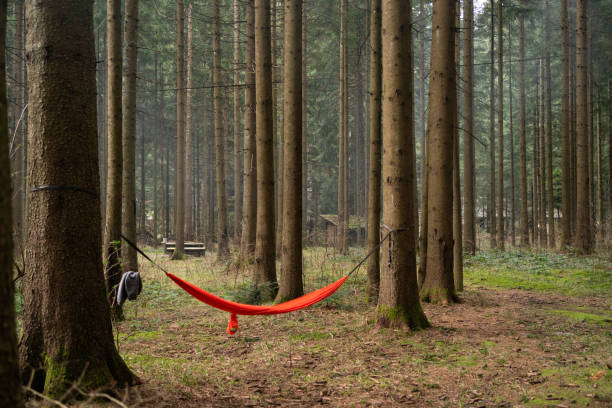 Red homak tied on tree trunks in the forest. There are many tree trunks in the background