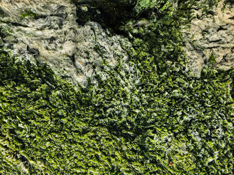 Green algae on a rock in the middle of the sea. South China Sea in Vietnam.