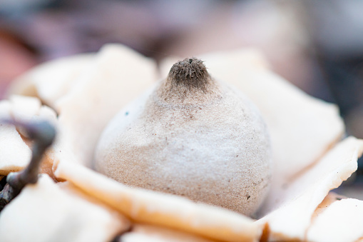 Geastrum fimbriatum