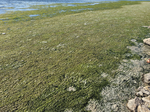 Green algae rotting near the shore washed ashore by waves on the Kinburn Spit, Ukraine