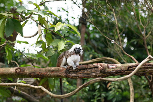 Portrait of monkey Tamarin on a tree