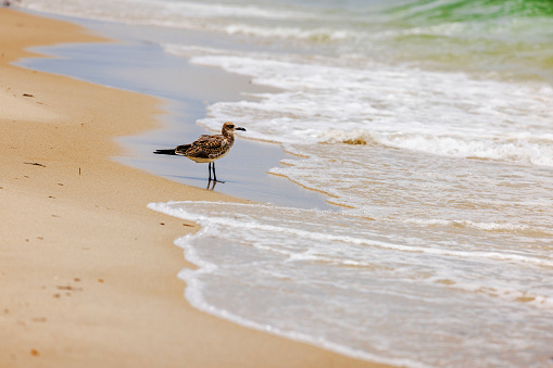 Solitary seagull stands on the shore of the sandy beach near the rolling waves of the Atlantic Ocean.