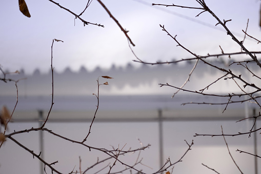 View of a serene body of water framed by the branches of a majestic tree.