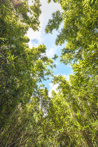 beautiful bamboo forest at pipiwai hiking trail on maui island, hawaii islands, usa.