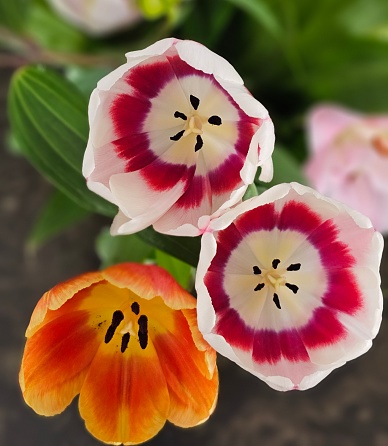 Beautiful tulip flower close up, isolated on white background