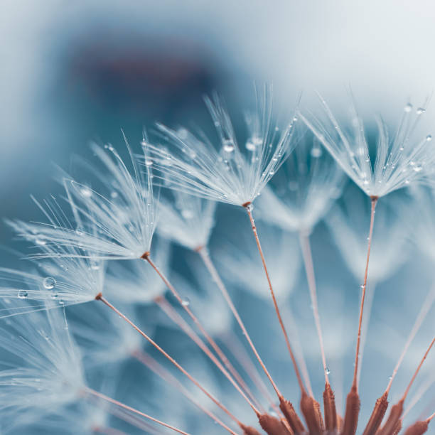 istock drops on the dandelion flower seed in springtime, blue background 2112634311