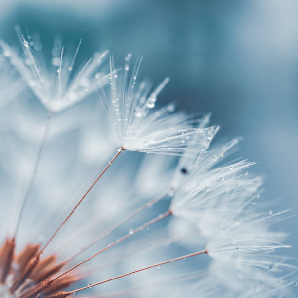 istock drops on the dandelion flower seed in springtime, blue background 2112634312