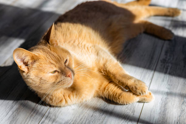red cat basks in the sun lying on the floor. cat basks in the sun. the cat lies casting a shadow.