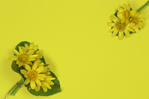 Space for text, top view. Lesser celandine (Ranunculus ficaria) flowers with green leaves isolated on yellow background.