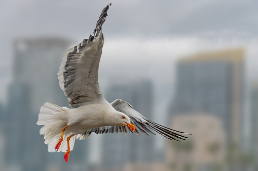 Segull preparing for landing