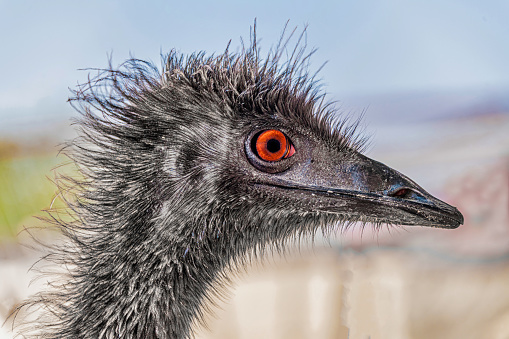 The emu is a species of flightless bird, closeup showing amazing details of the eye