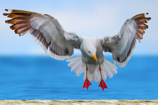 Two seagulls soaring directly above, on a warm summer's day, against a blue sky with light cloud.