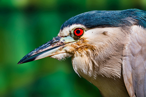 Closeup photo showing beautiful eyes of the Black crowned Night Heron
