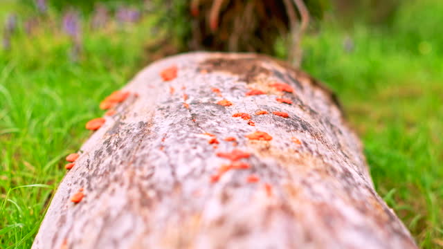 Old felled wooden log in grassy meadow covered in orange fungi, rack focus shot