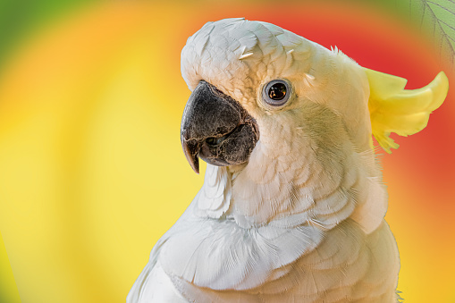 Closeup photo of a Sulphur-crested cockatoo